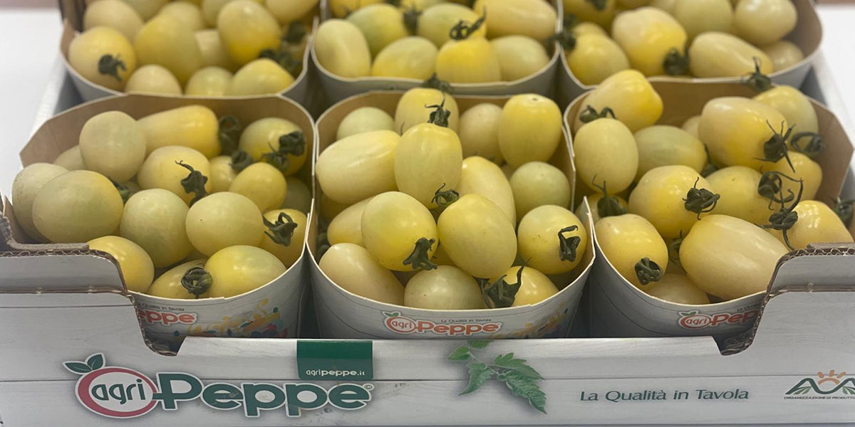 Datterino bianco: si apre il sipario su un nuovo pomodoro